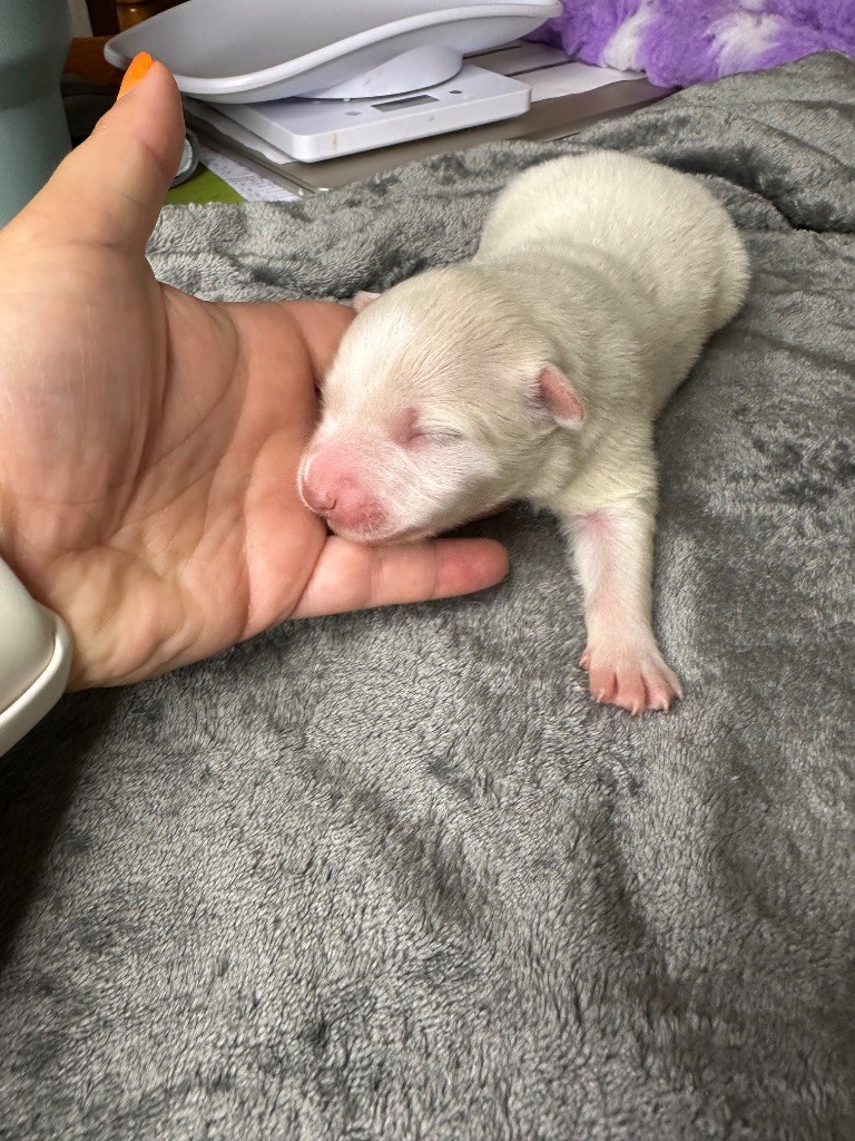 La Tribu De Kalevala - Chiots disponibles - Chien finnois de Laponie
