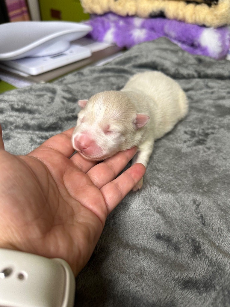 La Tribu De Kalevala - Chiots disponibles - Chien finnois de Laponie