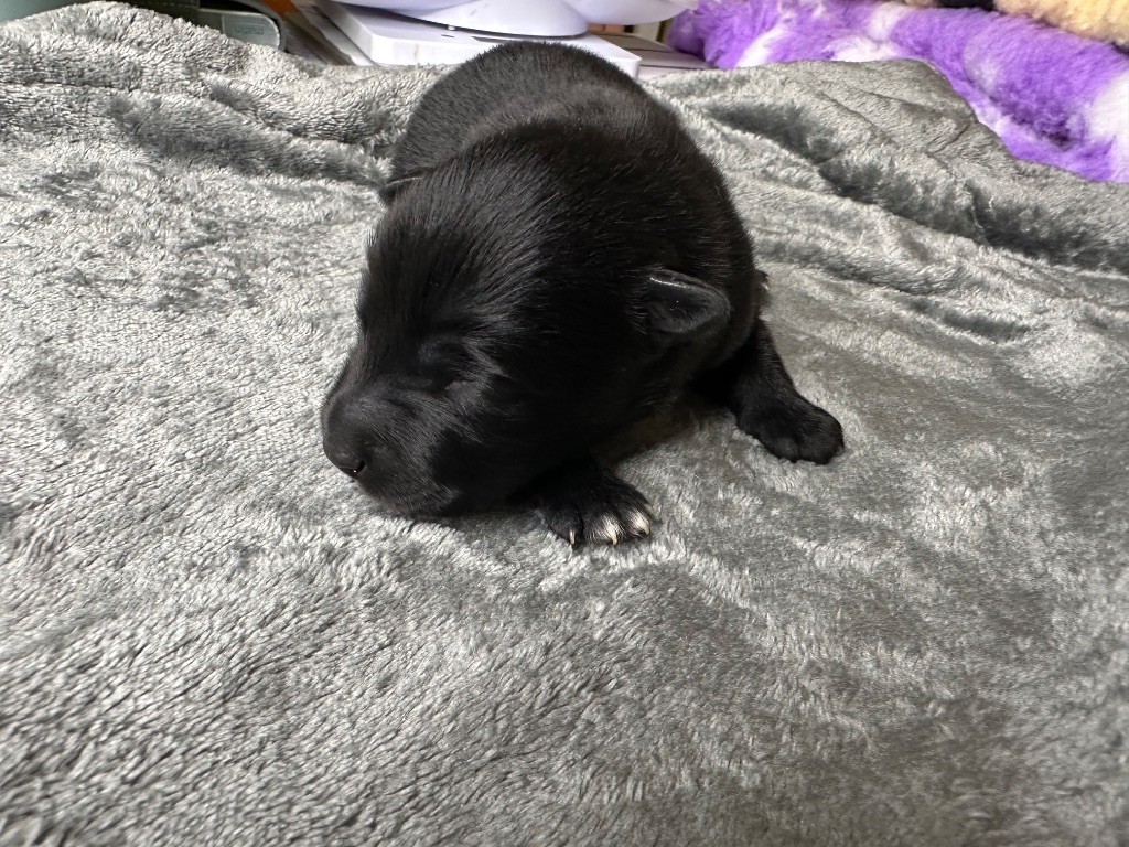 La Tribu De Kalevala - Chiots disponibles - Chien finnois de Laponie