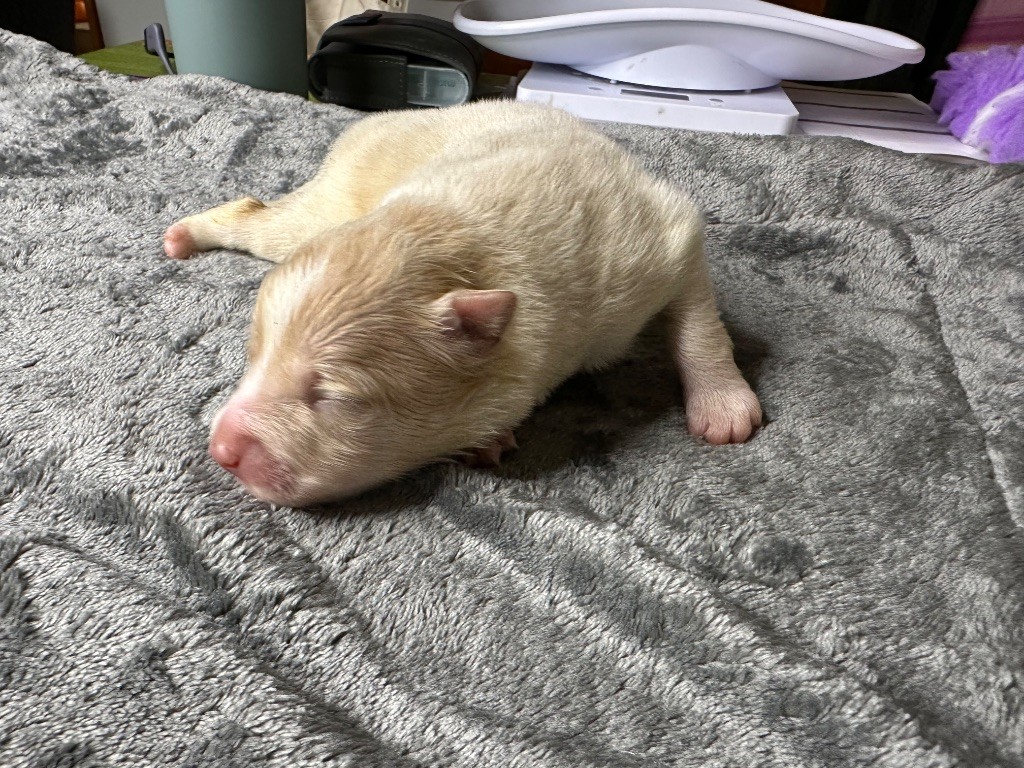 La Tribu De Kalevala - Chiots disponibles - Chien finnois de Laponie